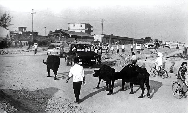 80年代深圳真是小渔村吗？摄影师拍到罕见照片(图4)