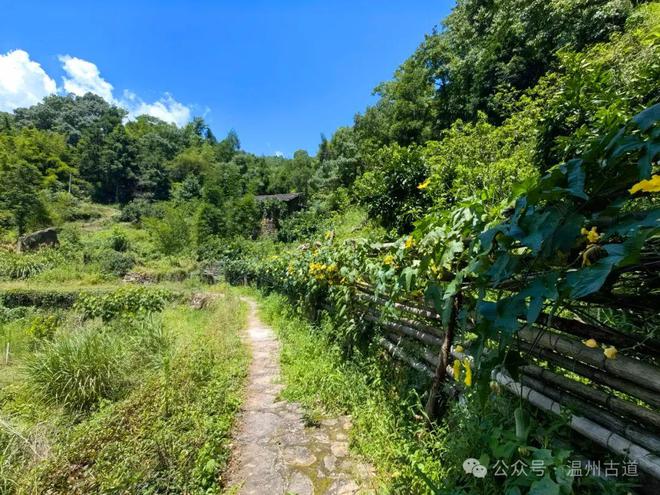 九游体育：温州这个少数民族村居然是浙南著名的婚纱摄影基地山水景观更是一方人间仙境！(图29)