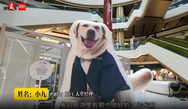 九游体育：大堂经理狗、百万粉丝“网红狗”……外滩忽现甩尾萌犬？猫街之后今年的小狗街更治愈(图2)