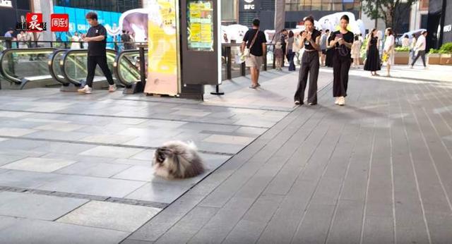 九游体育：大堂经理狗、百万粉丝“网红狗”……外滩忽现甩尾萌犬？猫街之后今年的小狗街更治愈(图14)