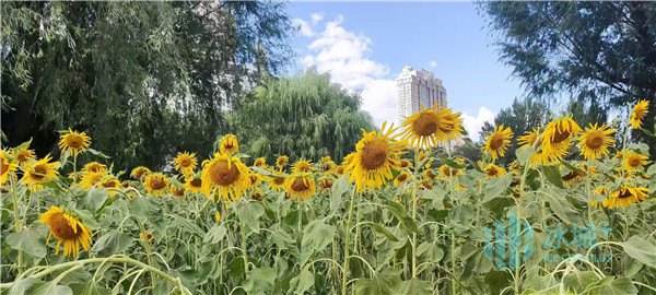 姹紫嫣红！来这里共赴一场花海“时装秀”(图1)