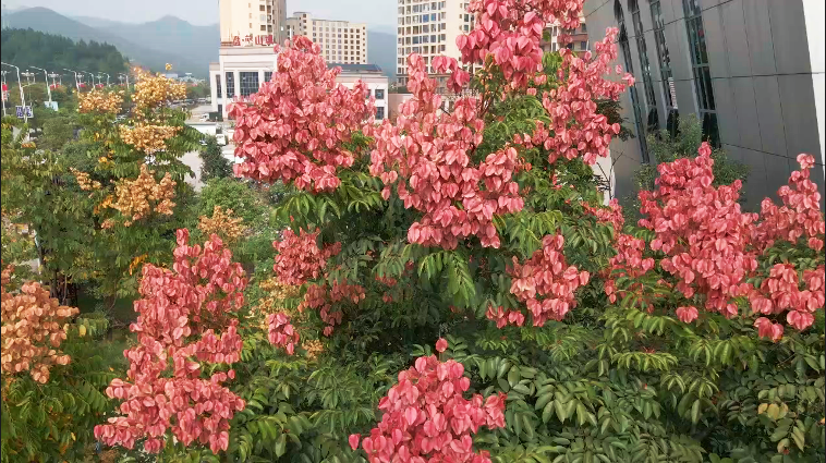 美丽蓝山：栾树花开秋色浓层林尽染醉游人(图2)